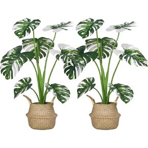 35 بوصة 2 حزمة من النباتات الاصطناعية، نباتات Monstera Deliciosa المزيفة مع سلة أعشاب بحرية مصنوعة يدويًا، أشجار النخيل الاستوائية الصناعية لتزيين غرفة المنزل في الأماكن المغلقة والخارجية (عبوتان) in Kuwait
