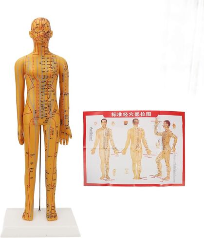 Acupuncture Model with Chart Kit (Women Style), Acupoint Mannequin Pressure Point Acupuncture Model - 53cm Standing Height in Saudi Arabia