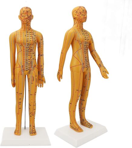 Acupuncture Model with Chart Kit (Women Style), Acupoint Mannequin Pressure Point Acupuncture Model - 53cm Standing Height in Saudi Arabia