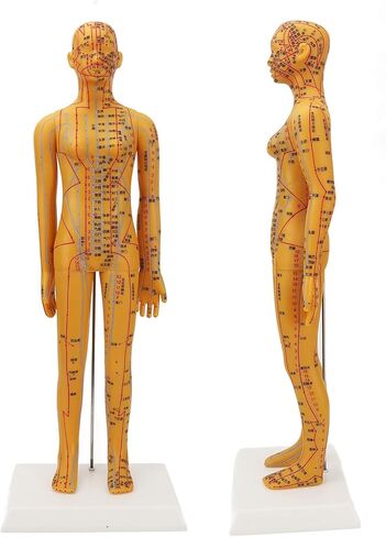 Acupuncture Model with Chart Kit (Women Style), Acupoint Mannequin Pressure Point Acupuncture Model - 53cm Standing Height in Saudi Arabia