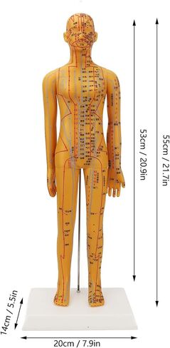 Acupuncture Model with Chart Kit (Women Style), Acupoint Mannequin Pressure Point Acupuncture Model - 53cm Standing Height in Saudi Arabia