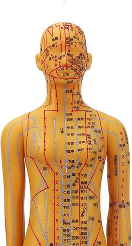 Acupuncture Model with Chart Kit (Women Style), Acupoint Mannequin Pressure Point Acupuncture Model - 53cm Standing Height in Saudi Arabia