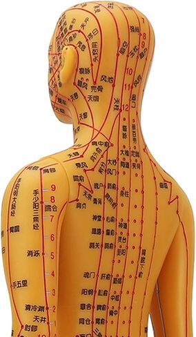 Acupuncture Model with Chart Kit (Women Style), Acupoint Mannequin Pressure Point Acupuncture Model - 53cm Standing Height in Saudi Arabia