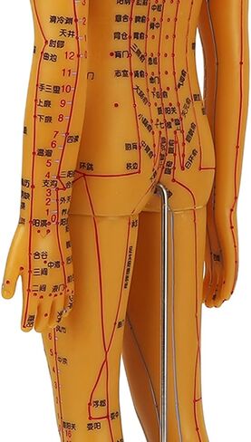 Acupuncture Model with Chart Kit (Women Style), Acupoint Mannequin Pressure Point Acupuncture Model - 53cm Standing Height in Saudi Arabia