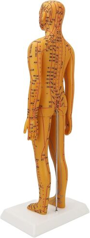 Acupuncture Model with Chart Kit (Women Style), Acupoint Mannequin Pressure Point Acupuncture Model - 53cm Standing Height in Saudi Arabia
