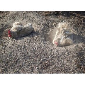 World's Best Chicken Bath - Wood Ash, Sand, Dust - for All Chickens (20 Pounds)