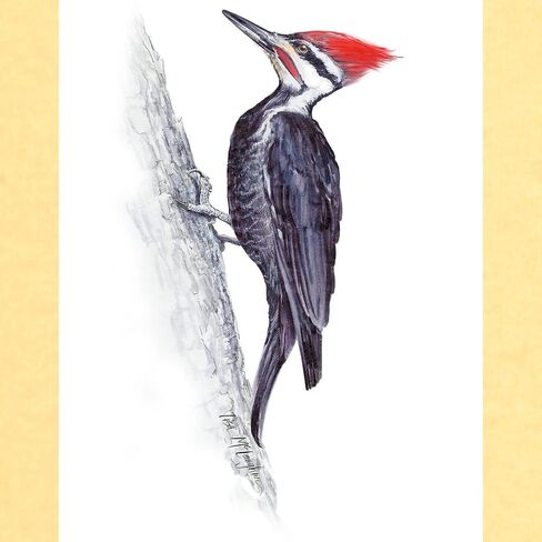 CafePress Pileated Woodpecker Toddler T Shirt Cute Toddler Graphic Tee, 100% Cotton in Kuwait