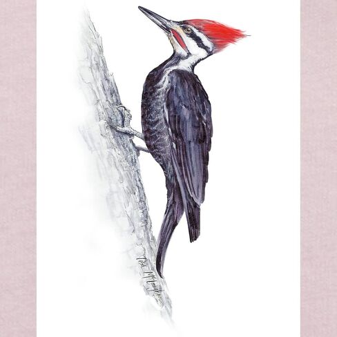 CafePress Pileated Woodpecker Toddler T Shirt Cute Toddler Graphic Tee, 100% Cotton in Kuwait
