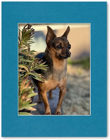 11x14 Matting for 8x10 Photograph or Artwork 4-Ply Bevel Cut Acid Free Matboard for picture framing (French Blue) in Saudi Arabia