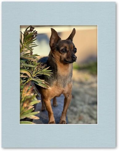 11x14 Matting for 8x10 Photograph or Artwork 4-Ply Bevel Cut Acid Free Matboard for picture framing (French Blue) in Saudi Arabia