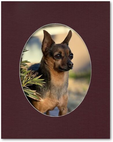 16x20 Matting for 11x14 Oval Photograph or Artwork 4-Ply Bevel Cut Acid Free Matboard for Picture framing (Maroon Burgundy) in Saudi Arabia