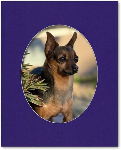 16x20 Matting for 11x14 Oval Photograph or Artwork 4-Ply Bevel Cut Acid Free Matboard for Picture framing (Maroon Burgundy) in Saudi Arabia