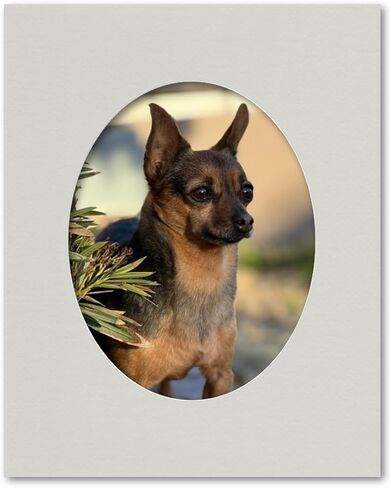 16x20 Matting for 11x14 Oval Photograph or Artwork 4-Ply Bevel Cut Acid Free Matboard for Picture framing (Maroon Burgundy) in Saudi Arabia