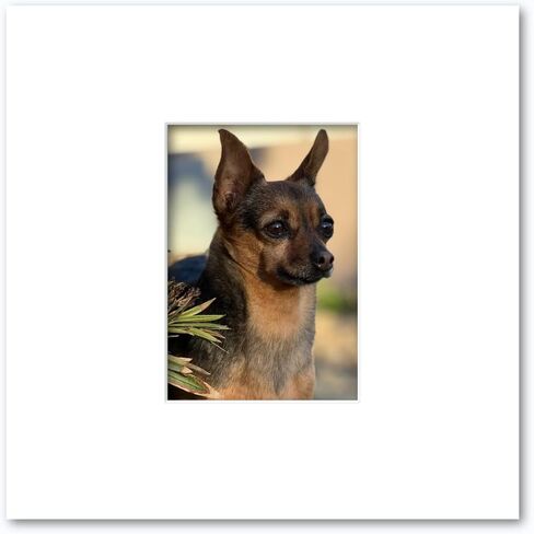 12x12 Matting for 5x7 Photograph or Artwork 4-Ply Bevel Cut Acid Free Matboard for Picture framing (White) in Kuwait