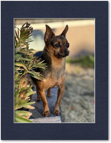 14x18 Matting for 11x14 Photograph or Artwork 4-Ply Bevel Cut Acid Free Matboard for picture framing (Black) in Saudi Arabia