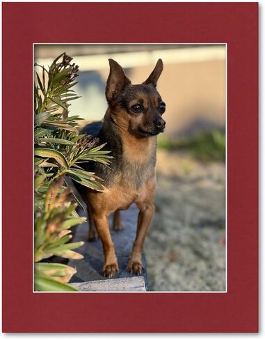 14x18 Matting for 11x14 Photograph or Artwork 4-Ply Bevel Cut Acid Free Matboard for picture framing (Black) in Saudi Arabia