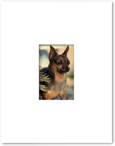 11x14 Matting for 4x6 Photograph or Artwork 4-Ply Bevel Cut Acid Free Matboard for Picture framing (White) in Saudi Arabia