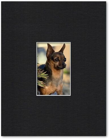 11x14 Matting for 4x6 Photograph or Artwork 4-Ply Bevel Cut Acid Free Matboard for Picture framing (White) in Saudi Arabia