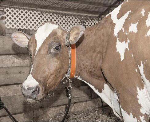 حزام رقبة جلدي من ويفر in Kuwait