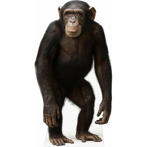 Brown Bear 2FT Life Size Cardboard Cutout – A Fun Animal Standup for Photo Booths, Birthday Parties, and Events