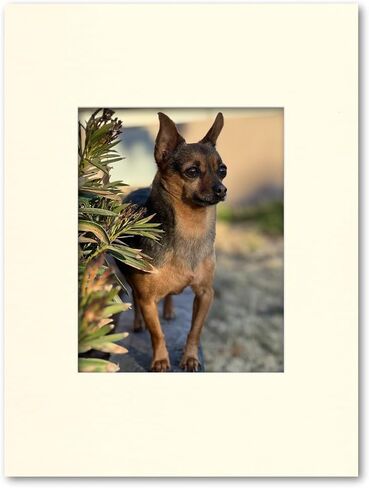 18x24 Matting for 11x14 Photograph or Artwork 4-Ply Bevel Cut Acid Free Matboard for Picture framing (Antique White) in Saudi Arabia