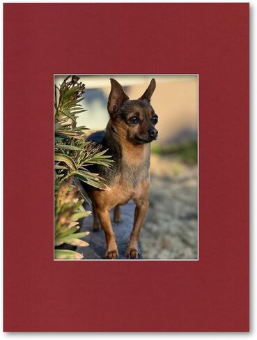 18x24 Matting for 11x14 Photograph or Artwork 4-Ply Bevel Cut Acid Free Matboard for Picture framing (Antique White) in Saudi Arabia