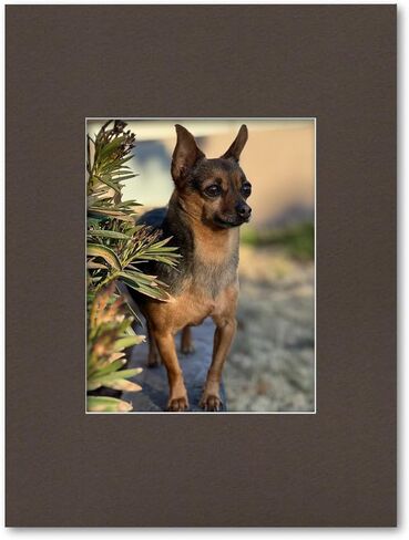 18x24 Matting for 11x14 Photograph or Artwork 4-Ply Bevel Cut Acid Free Matboard for Picture framing (Antique White) in Saudi Arabia