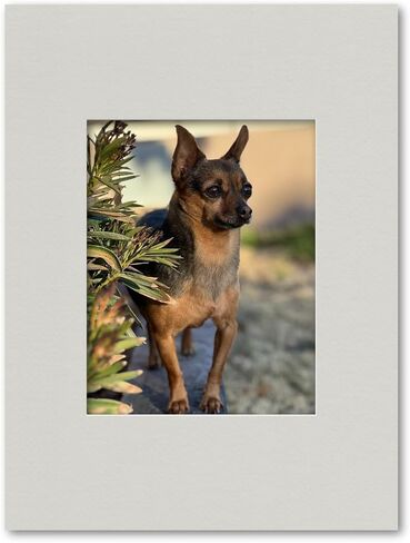 18x24 Matting for 11x14 Photograph or Artwork 4-Ply Bevel Cut Acid Free Matboard for Picture framing (Antique White) in Saudi Arabia