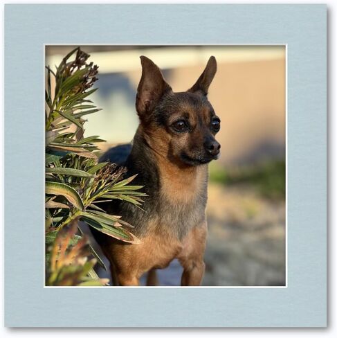 10x10 Matting for 8x8 Photograph or Artwork 4-Ply Bevel Cut Acid Free Matboard for picture framing (French Blue) in Kuwait