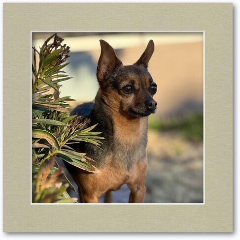 10x10 Matting for 8x8 Photograph or Artwork 4-Ply Bevel Cut Acid Free Matboard for picture framing (French Blue) in Kuwait