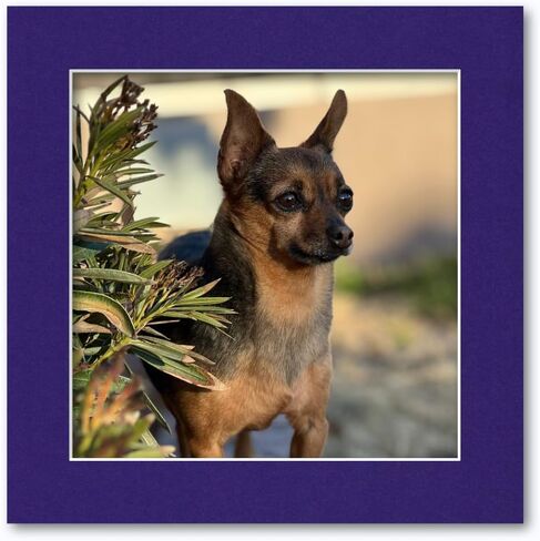 10x10 Matting for 8x8 Photograph or Artwork 4-Ply Bevel Cut Acid Free Matboard for picture framing (French Blue) in Kuwait