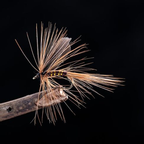 Goture Fly Fishing Flies Kit ، 30pcs Flies Flies Dray Flies Flasss طائرة تشويش صيد الأسماك لسلمون سمك السلمون السلمون الصلب ، الهدايا للرجال in Kuwait