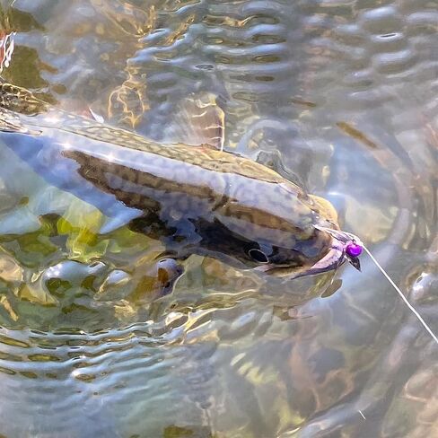 DRAGONtail Basic Tenkara Starter Kit with Premium Furled line (Rod not Included) in Saudi Arabia