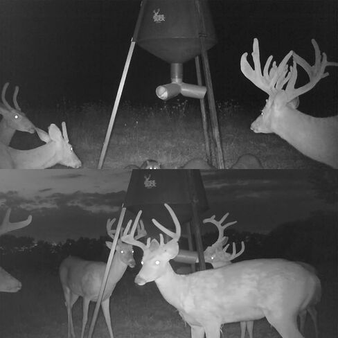 BOSS BUCK 350 رطل تغذية الغزلان / الصيد متين خفيفة الوزن الأشعة فوق البنفسجية محمية محمية للرياح مضاد للماء تغذية مع بروتين 3 أنابيب أنابيب ، أرجل مستديرة متعددة القطع in Kuwait