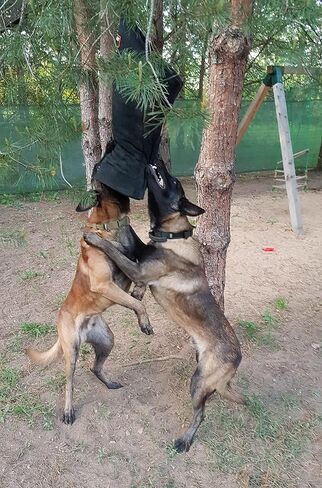 دنغو ترس متوسطة الأكمام الصلبة نايل كوت مع مقبض وقبضة داخل حارس اللقمة لـ IGP ، K9 ، الرياضة ، تدريب الكلاب ، الأسود ، المستوى 4 - الخبير (S01967) in Kuwait