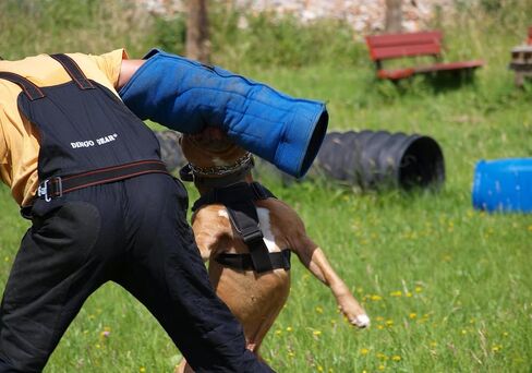 دنغو ترس متوسطة الأكمام الصلبة نايل كوت مع مقبض وقبضة داخل حارس اللقمة لـ IGP ، K9 ، الرياضة ، تدريب الكلاب ، الأسود ، المستوى 4 - الخبير (S01967) in Kuwait