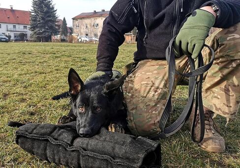 دنغو ترس متوسطة الأكمام الصلبة نايل كوت مع مقبض وقبضة داخل حارس اللقمة لـ IGP ، K9 ، الرياضة ، تدريب الكلاب ، الأسود ، المستوى 4 - الخبير (S01967) in Kuwait