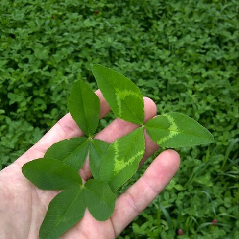 Non-Typical Clover in Saudi Arabia