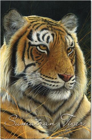 Tree-Free Greetings EcoNotes Stationary- Blank Note Cards with Envelopes, 4" x 6", Sumatran Tiger, Boxed Set of 12 (FS66733) in Saudi Arabia