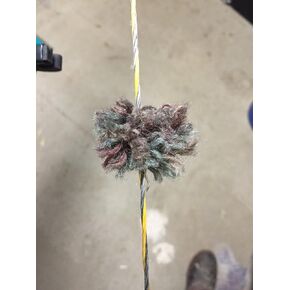 Woolley Whiskers تنحني