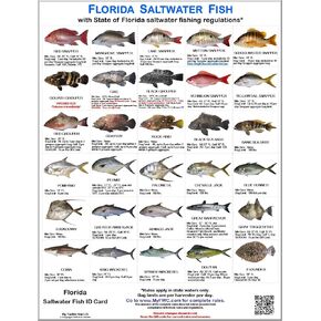 Florida Saltwater Fish Identification Card Set - 3 Doublesided Waterproof Cards Showing 60 Common Fish and 17 Sharks in True-to-Life Photographs with FWC Rules.