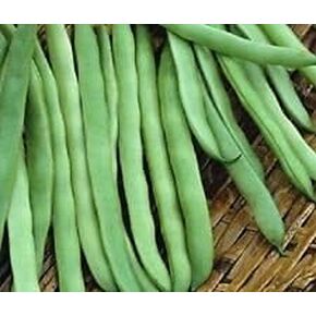 Semi Commodore Bush Bean. Il Senza filo Tondo e baccelli di Carne (5)
