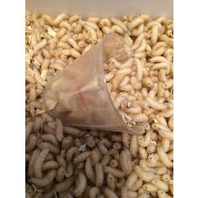 500 Maggots Spikes Live Bait Ice Fishing Grub Worms Reptile