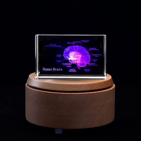 دماغ بشري ثلاثي الأبعاد مع ملصقات نموذج تشريحي لثقالة الورق (محفور بالليزر) في مكعب زجاجي كريستالي هدية علمية (قاعدة LED متضمنة) in Kuwait
