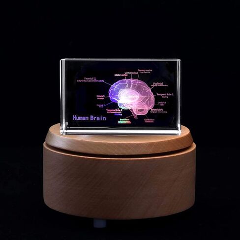 دماغ بشري ثلاثي الأبعاد مع ملصقات نموذج تشريحي لثقالة الورق (محفور بالليزر) في مكعب زجاجي كريستالي هدية علمية (قاعدة LED متضمنة) in Kuwait
