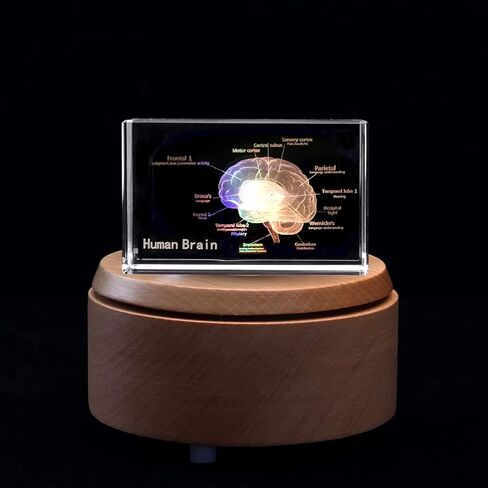 دماغ بشري ثلاثي الأبعاد مع ملصقات نموذج تشريحي لثقالة الورق (محفور بالليزر) في مكعب زجاجي كريستالي هدية علمية (قاعدة LED متضمنة) in Kuwait