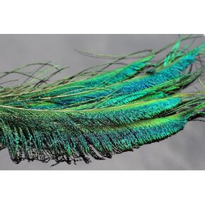 12 pcs 30-35cm Length Peacock Sword Tail Herl Feather for Nymphs Wet Flies Classic Fly Tying Materials