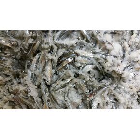 Large Preserved Salted Emerald Shiners 2 lb. Bag
