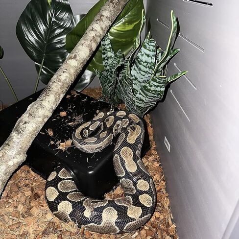 Amypet Different Size Reptile Use Hide Cave for Snakes,Reptiles, Ball Pythons Durable Material Easy to Clean 10.2 x7.48 x 2.75inch (L) in Saudi Arabia