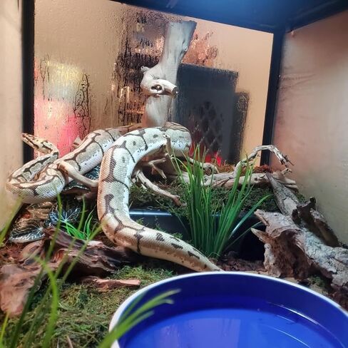 Amypet Different Size Reptile Use Hide Cave for Snakes,Reptiles, Ball Pythons Durable Material Easy to Clean 10.2 x7.48 x 2.75inch (L) in Saudi Arabia